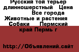 Русский той-терьер длинношерстный › Цена ­ 7 000 - Все города Животные и растения » Собаки   . Пермский край,Пермь г.